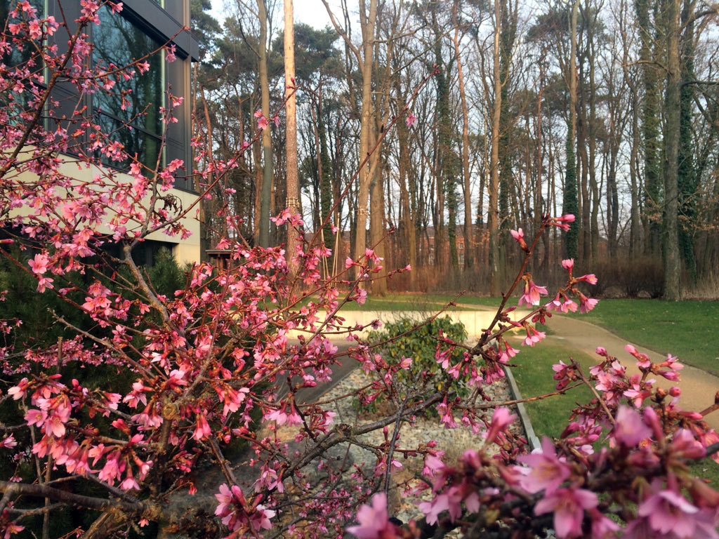 Pink flowering tree in front of D-School building